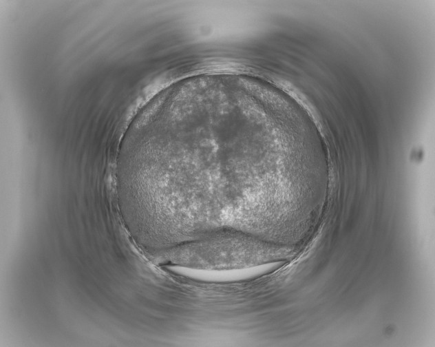 X0000093371481200711011218