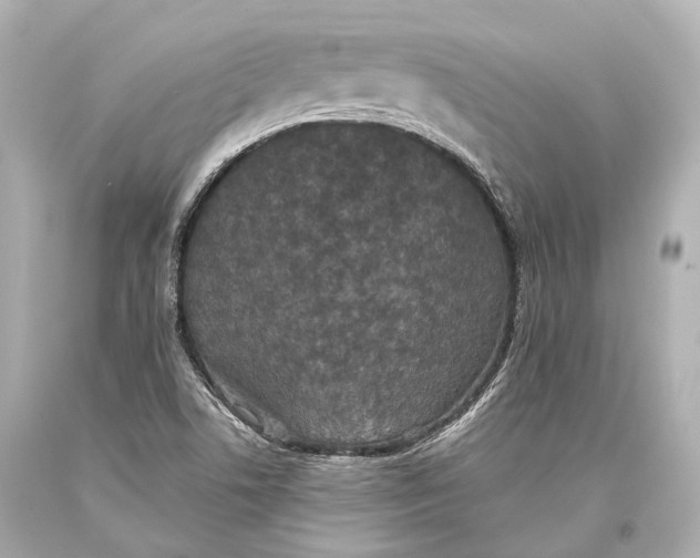 X0000093371506200711011217