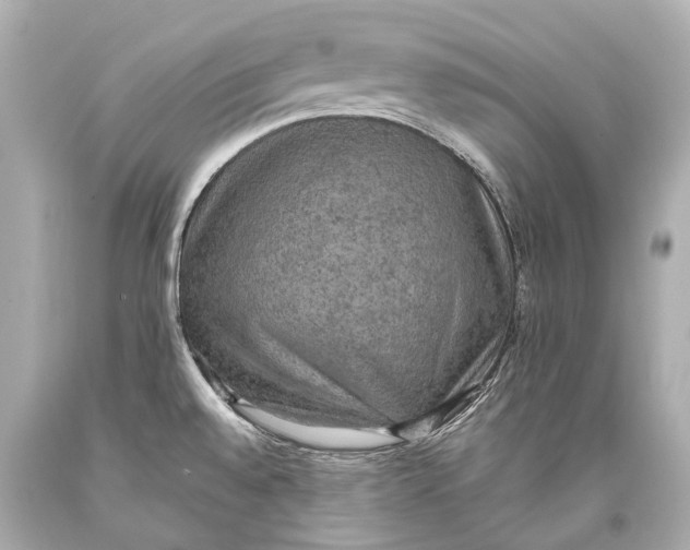 X0000093371528200711011217