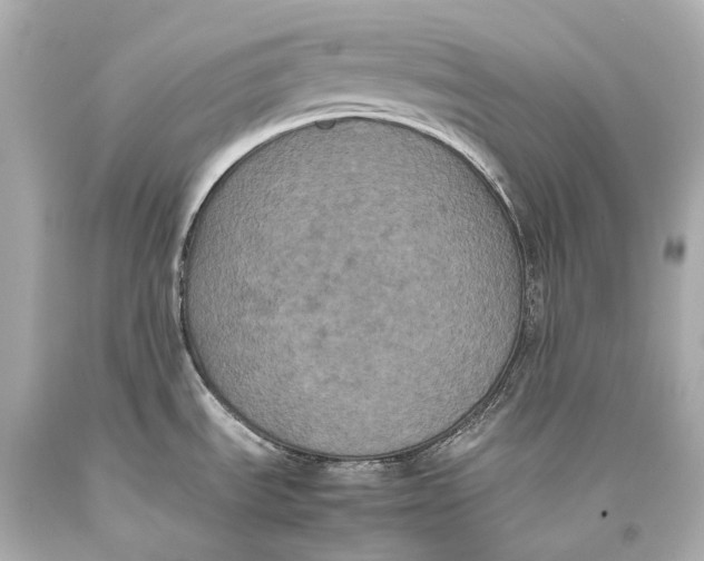 X0000093371535200711011217