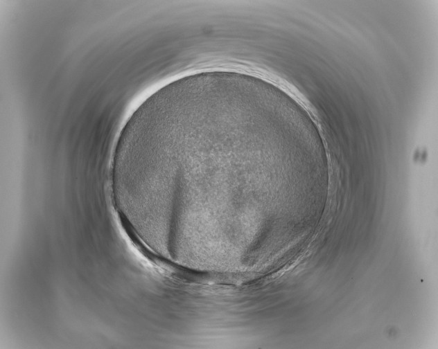 X0000093371536200711011217