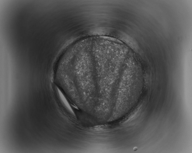 X0000093370064200711081533