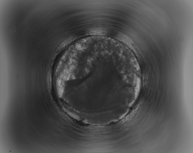 X0000093370349200711081529