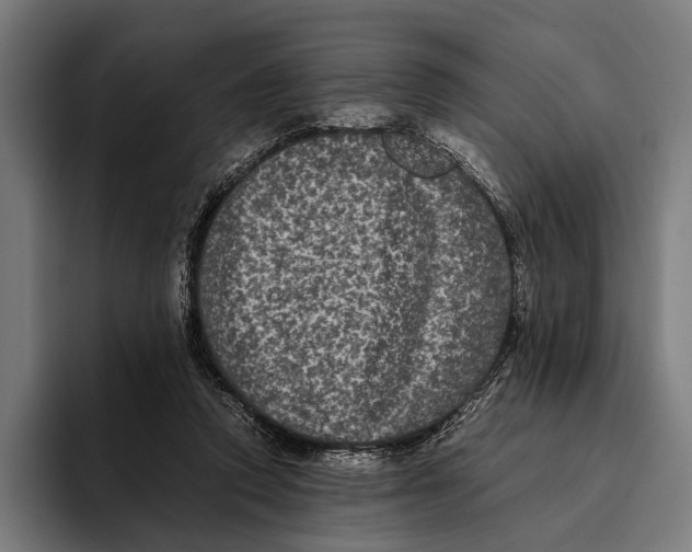X0000093370354200711081529