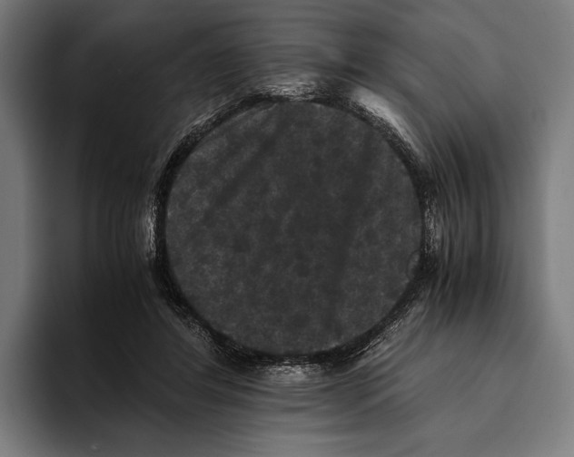 X0000093370404200711081529