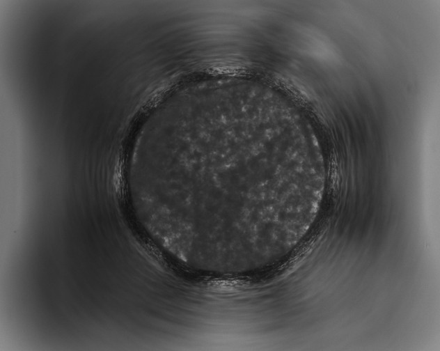 X0000093370408200711081529