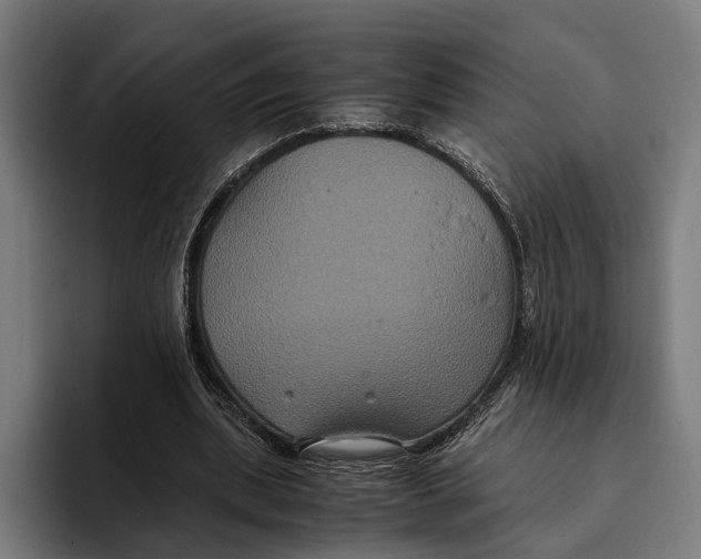 X0000093370439200711081528