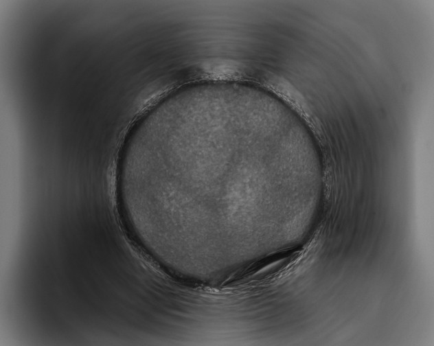 X0000093370442200711081528
