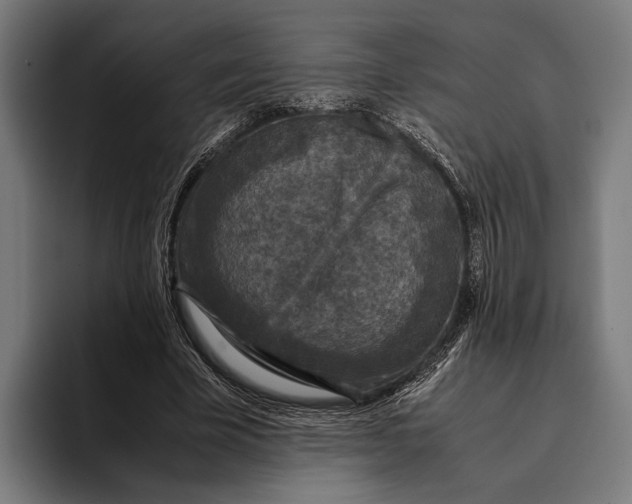 X0000093370585200711081526