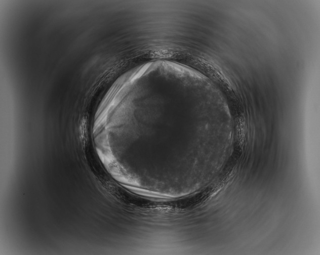 X0000093370598200711081526