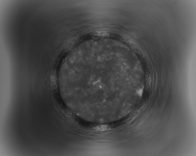 X0000093370609200711081526