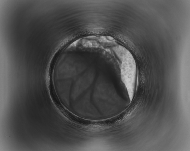 X0000093370630200711081525