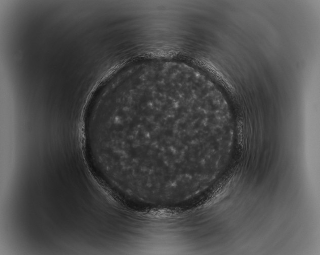 X0000093370634200711081525