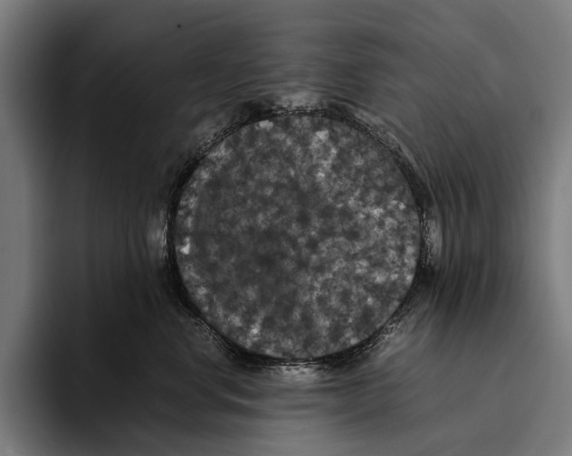 X0000093370668200711081526