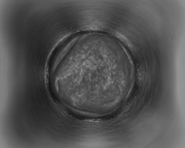 X0000093370680200711081525
