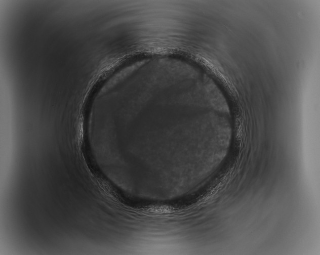 X0000093370685200711081525