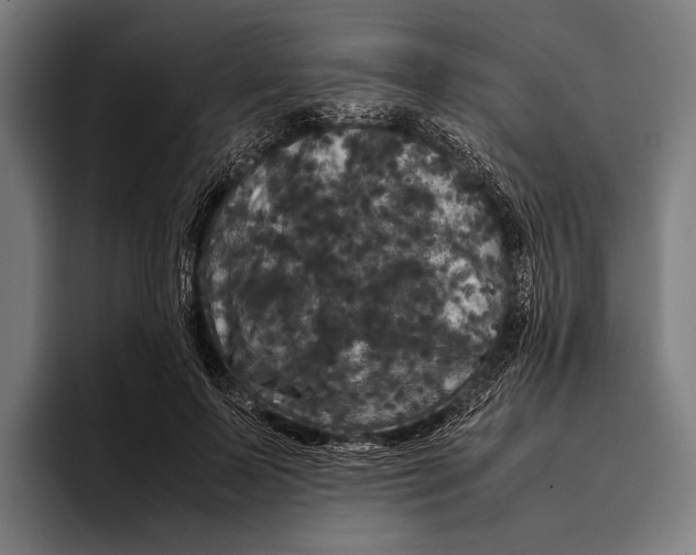 X0000093370695200711081525