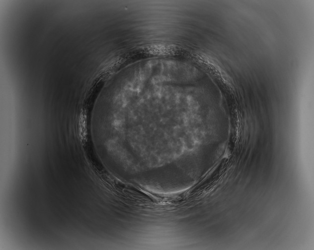 X0000093370696200711081525