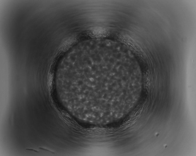 X0000093370742200711081524