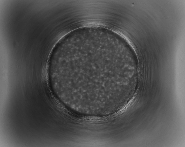 X0000093370783200711081524