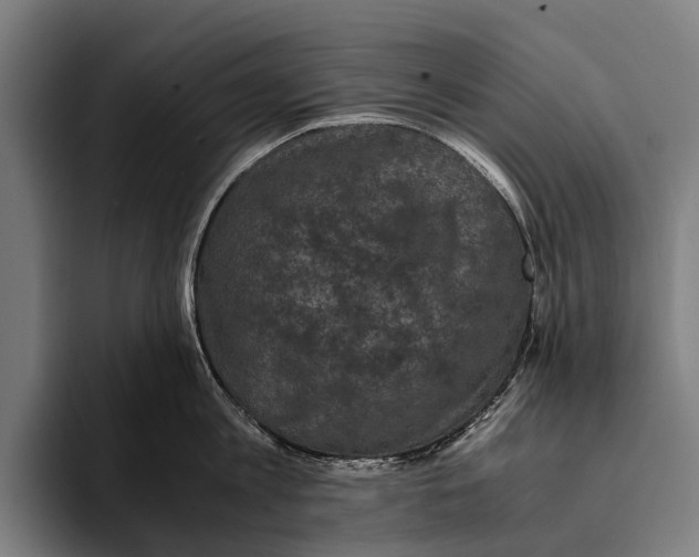 X0000093370813200711081523