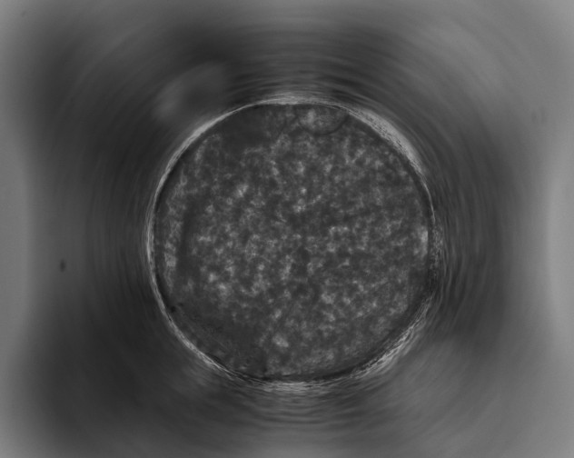 X0000093370855200711081523