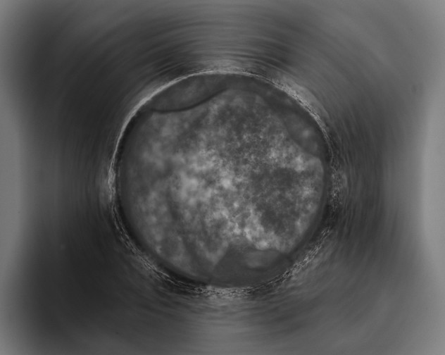 X0000093370928200711081522