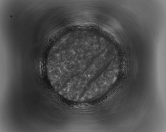 X0000093370966200711081521