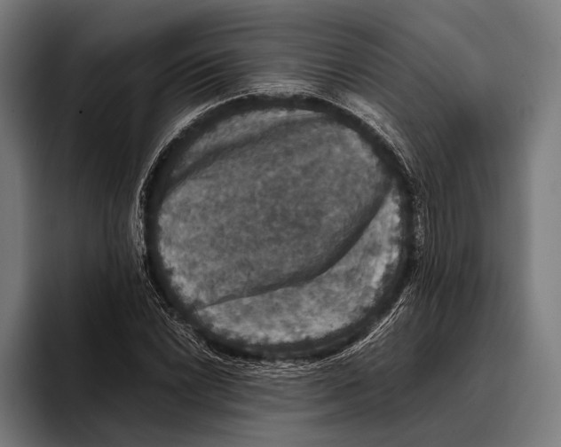 X0000093371022200711081520