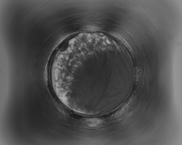 X0000093371031200711081520