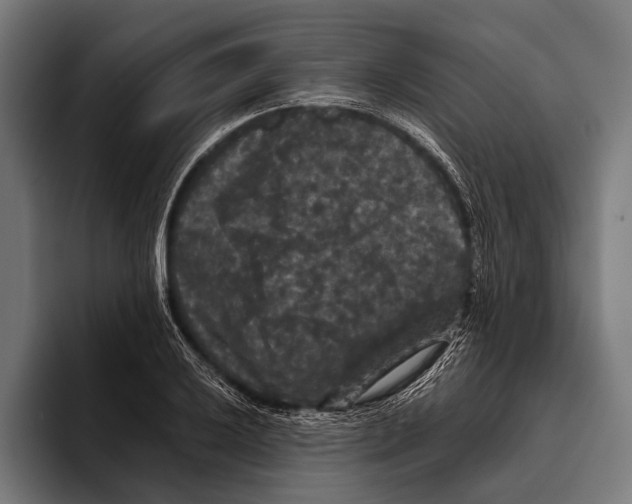 X0000093371032200711081520