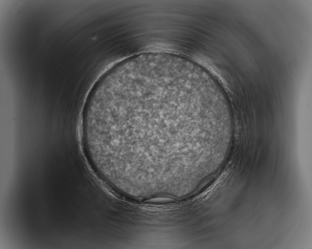 X0000093371040200711081521
