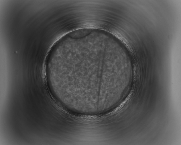 X0000093371070200711081520