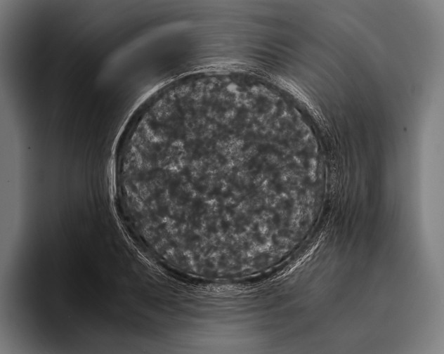 X0000093371079200711081520