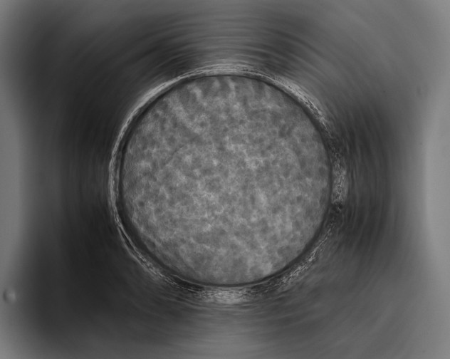 X0000093371086200711081520