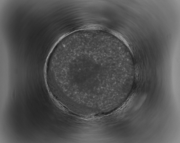 X0000093371091200711081520