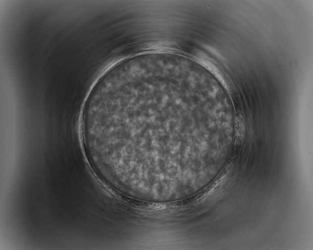 X0000093371098200711081520