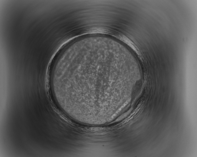 X0000093371116200711081519
