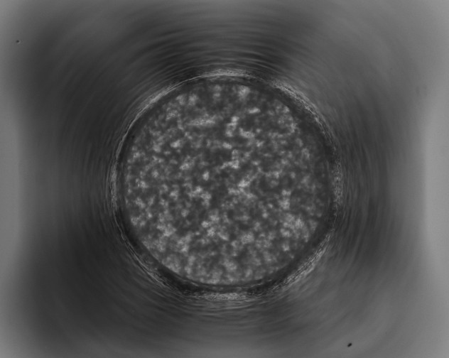 X0000093371121200711081519