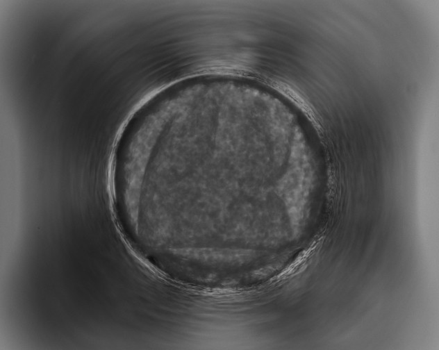 X0000093371128200711081519