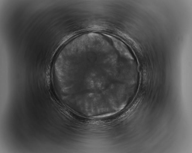 X0000093371170200711081519