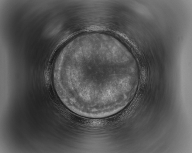 X0000093371266200711081517