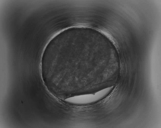 X0000093371335200711081517