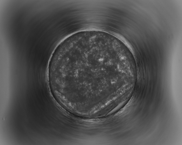 X0000093371388200711081516