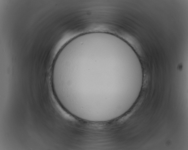 X0000093381086200710111342