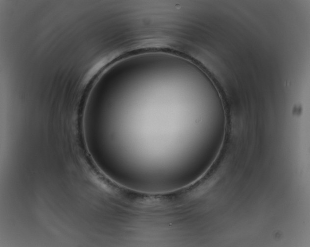 X0000093380834200710111453