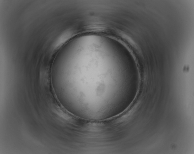 X0000093381354200710111446