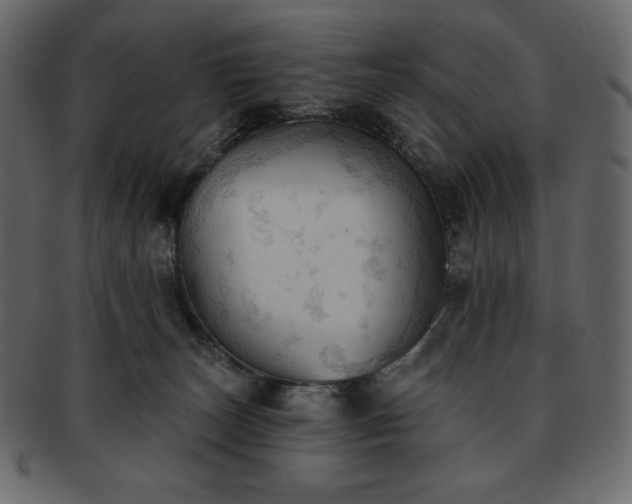 X0000093380179200710191141