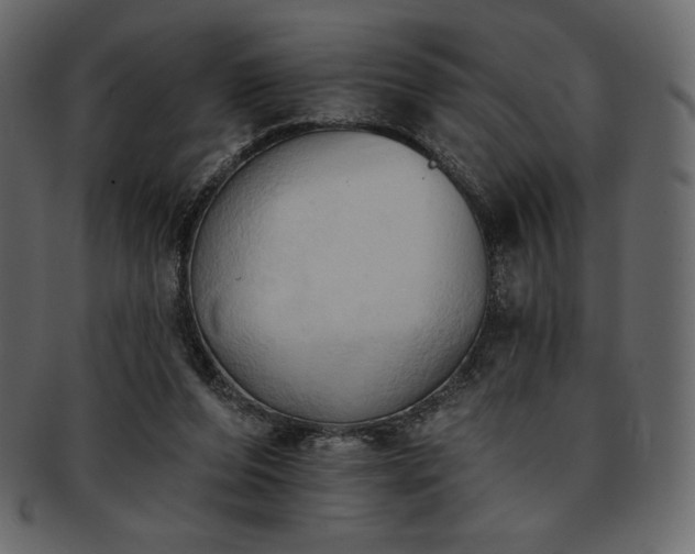 X0000093380208200710191141