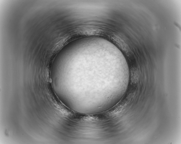 X0000093380453200710251220